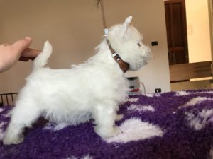 Cuccioli West Highland white terrier