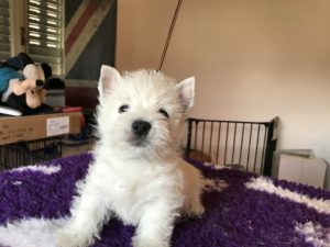 Alt:"cuccioli-West-highland-white-terrier"