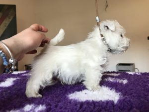 Alt:"cuccioli-West-highland-white-terrier"