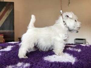 Alt:"cuccioli-West-highland-white-terrier"