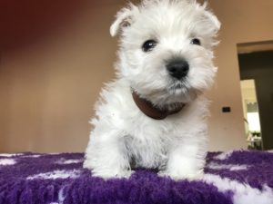 Alt:"cuccioli-West-highland-white-terrier"