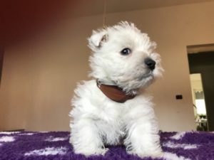 Alt:"cuccioli-West-highland-white-terrier"