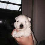 Alt:"cuccioli-West-highland-white-terrier"