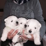 Alt:"cuccioli-West-highland-white-terrier"