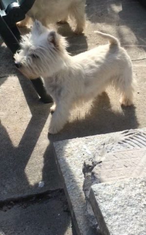 Alt:"cuccioli-West-Highland-white-terrier"