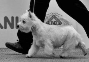 Alt:"cuccioli-West-Highland-white-terrier"