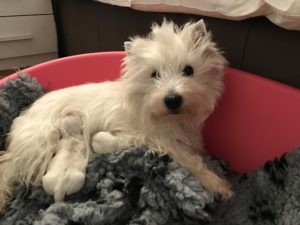 Alt:"cuccioli-westie"