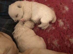 Alt:"cucciolo-di-West-Highland-white-terrier"