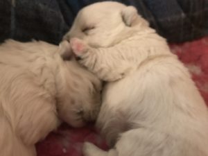 Alt:"cucciolo-di-West-Highland-white-terrier"