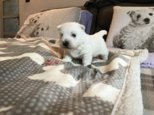 Alt:"cuccioli-West-Highland-white-terrier"