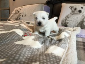 Alt:"cuccioli-West-Highland-white-terrier"