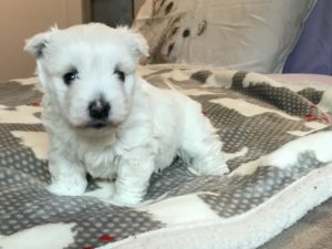 Alt:"cuccioli-West-Highland-white-terrier"