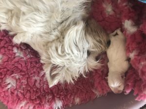 Alt:"cuccioli-West-Highland-white-terrier"
