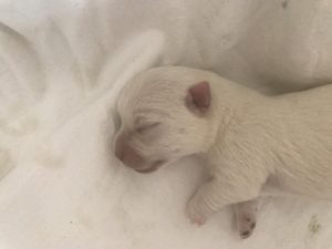 Alt:"cuccioli-West-Highland-white-terrier