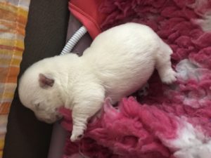 Alt:"cuccioli-West-Highland-white-Terrier"