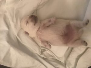 Alt:"cuccioli-West-Highland-white-Terrier"
