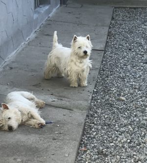 Alt:"west-highland-white-terrier"