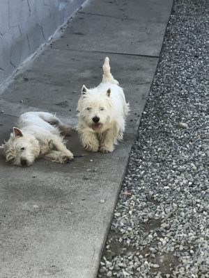 Alt:"west-highland-white-terrier"