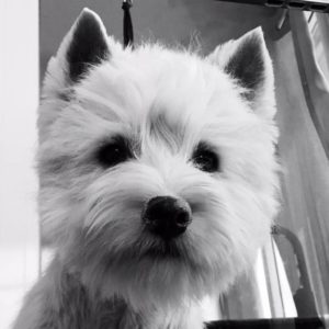 alt:"west-highland-white-terrier"