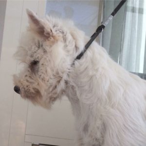 alt:"west-highland-white-terrier"