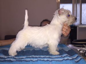 alt:"west-highland-white-terrier"