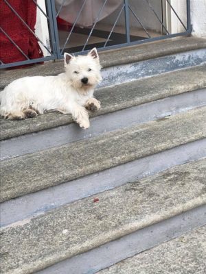 Alt:"west-highland-white-terrier"