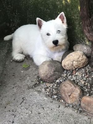 Alt:"west-highland-white-terrier"