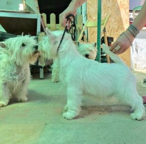 Alt:"west-highland-white-terrier"