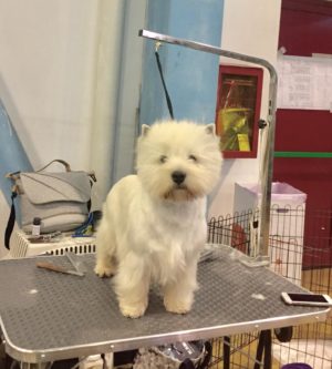 Alt:”West-Highland-White-terrier”