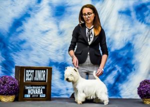 Alt:”West-highland-white-terrier”