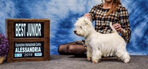 Alt:”West-Highland-white-terrier”