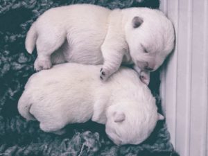 Alt:”cuccioli-West-highland-White-terrier”