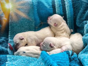 Alt:”cuccioli-west-highland-White-terrier”