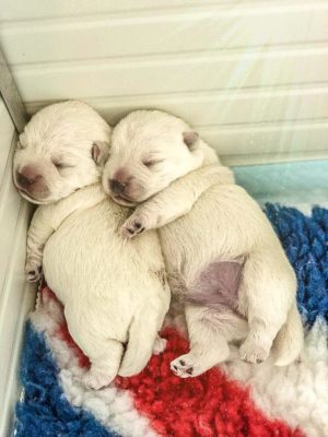 Alt:”cuccioli-West-highland-White-terrier”