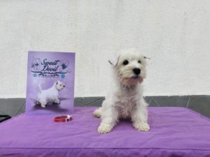 Alt:”cuccioli-West-highland-White-terrier”
