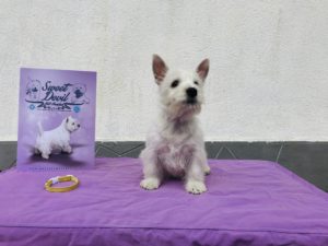 Alt:”cuccioli-West-highland-White-terrier”