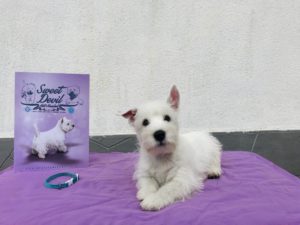 Alt:”cuccioli-West-highland-White-terrier”