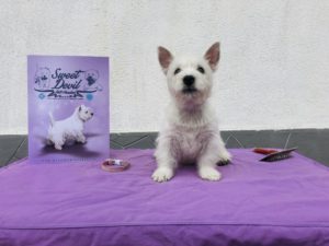 Alt:”cuccioli-West-highland-White-terrier”