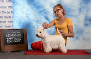 Alt:”West-highland-White-terrier”