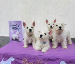 Alt:”cuccioli-West-highland-White-terrier”