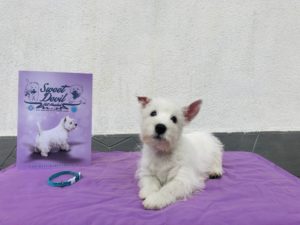 Alt:”cuccioli-West-highland-White-terrier”