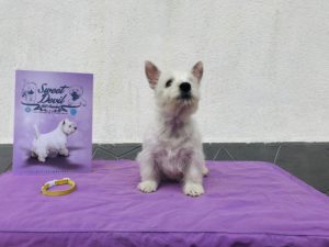 Alt:”cuccioli-West-highland-White-terrier”