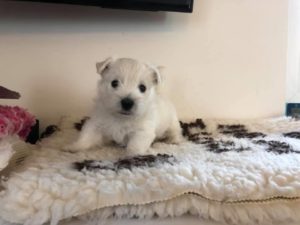 alt:"cucciola-west-highland-white-terrier"