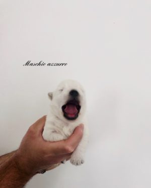 alt:"cuccioli-west-highland-white-terrier"