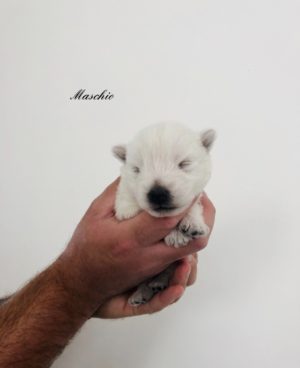 alt:"cuccioli-west-highland-white-terrier"