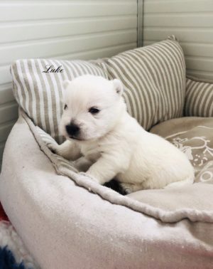 alt:"cuccioli-west-highland-white-terrier"