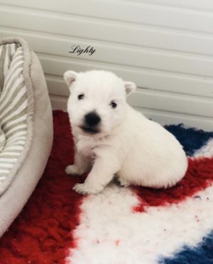 alt:"cuccioli-west-highland-white-terrier"