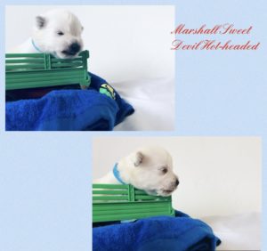 Alt:”cuccioli-West-highland-White-terrier”