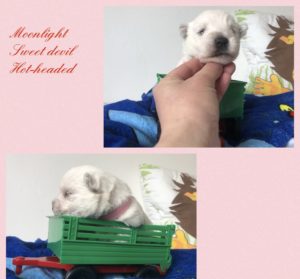 Alt:”cuccioli-West-highland-White-terrier”