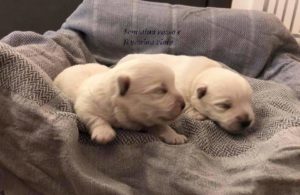 alt:"cuccioli-west-highland-white-terrier"